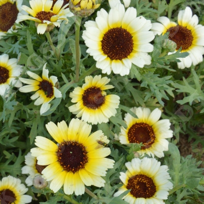 Picture of CHRYSANTHEMUM segetum Eastern Star